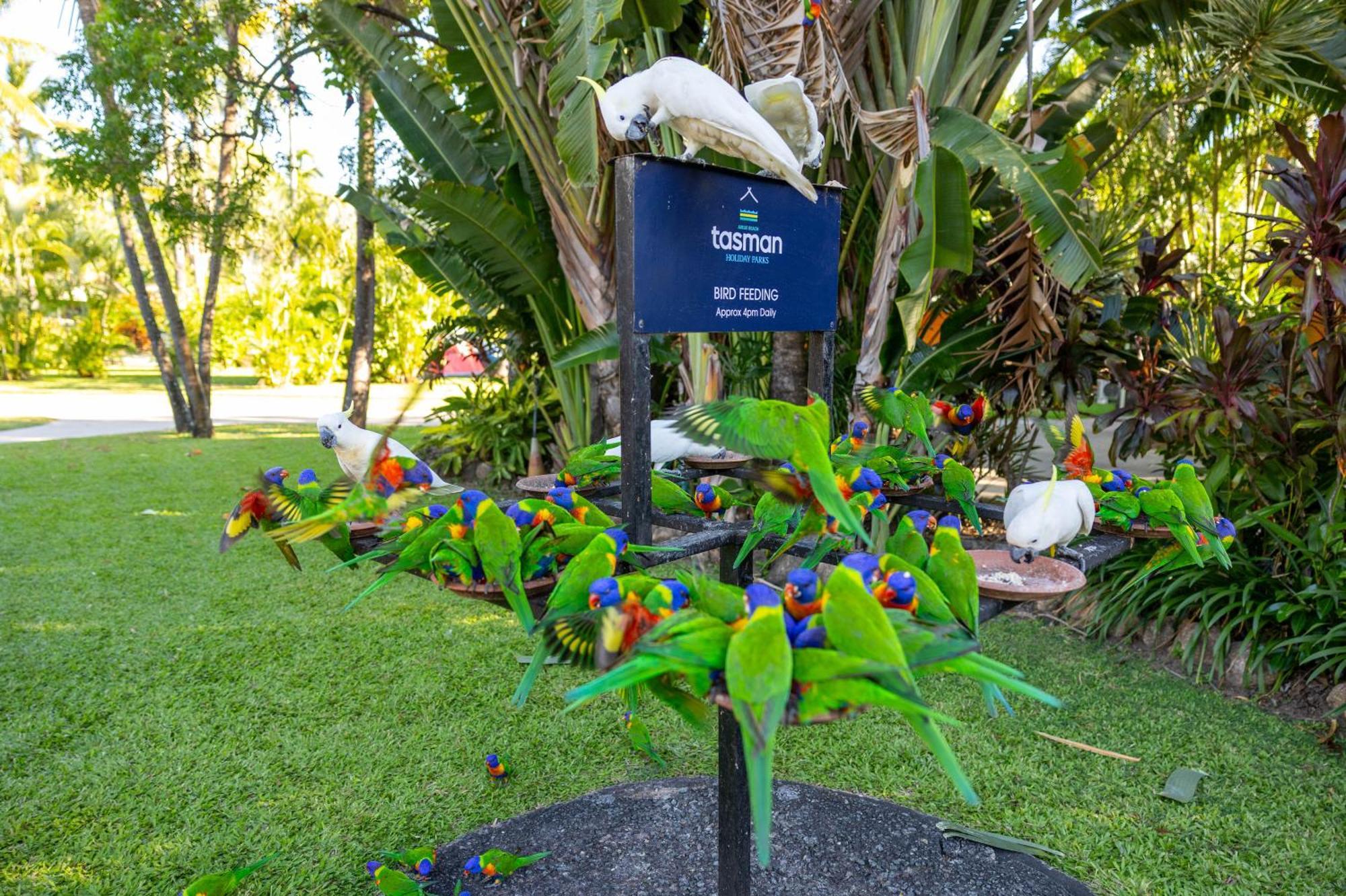 Tasman Holiday Parks - Airlie Beach Luaran gambar